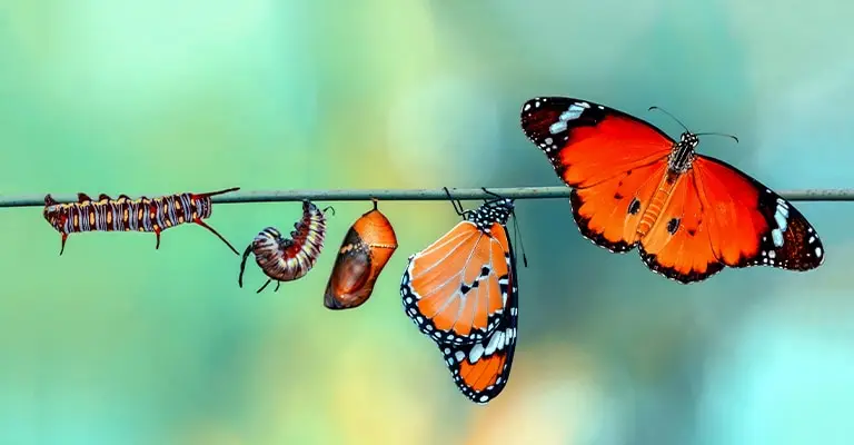 An orange butterfly lifecycle stretches along a thin branch against a soft green background. A striped caterpillar. forming chrysalis. closed chrysalis. newly emerged butterfly. and adult butterfly show each stage of growth. It suggests gradual transformation for a post about how to avoid LinkedIn mistakes and build a stronger professional presence.